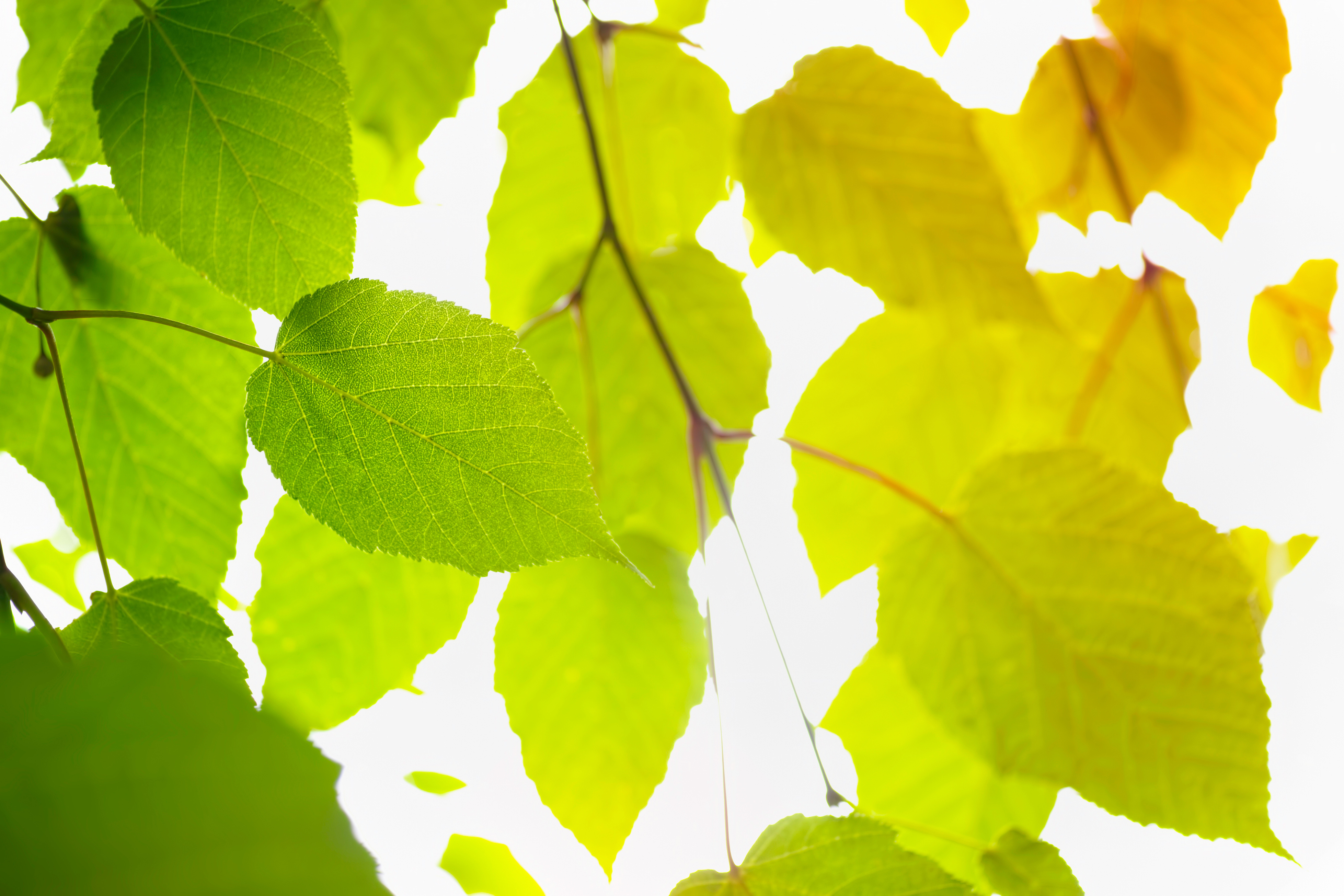 Sunlight filtering through green leaves.